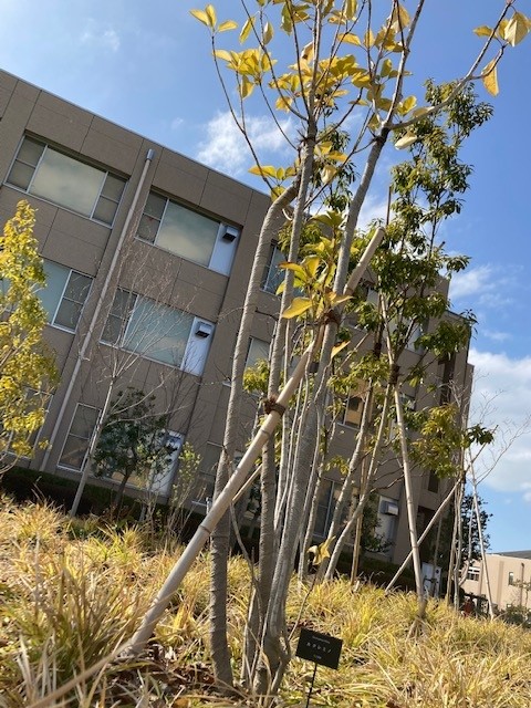 garden9